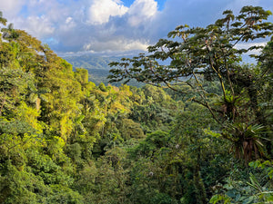 A treetop view of the rainforest with clouds rolling in the background 